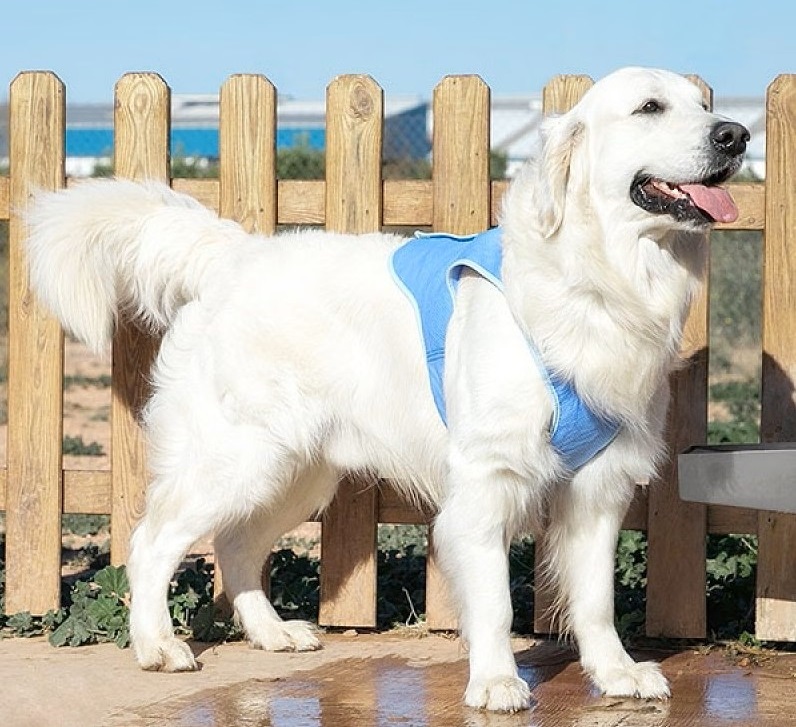 osviezujuca chladiaca vesta pre psa